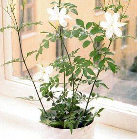 Jasminum Officinale