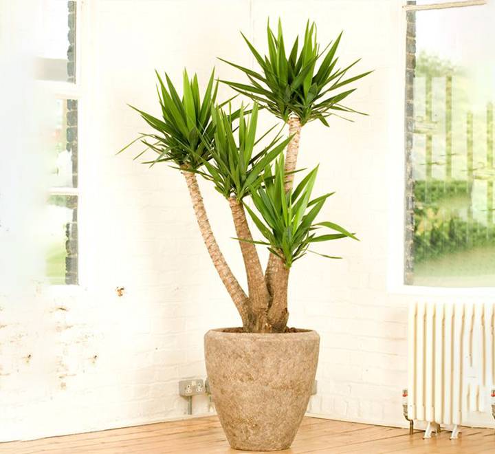 Yucca elephantipes “Spineless Yucca, Giant Yucca