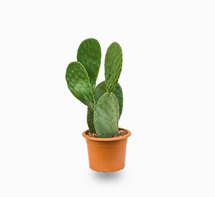 Opuntia ficus indica “Barbary or Indian Fig” 40-60cm