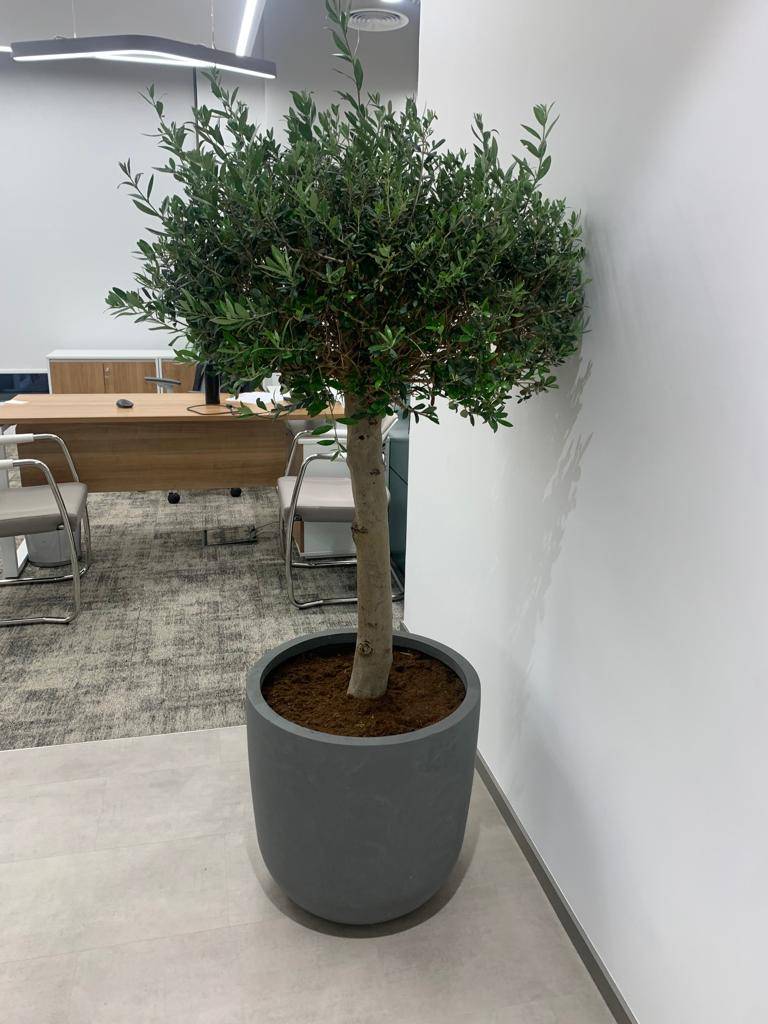 OLIVE - 5 YEAR OLD - WOW OFFER