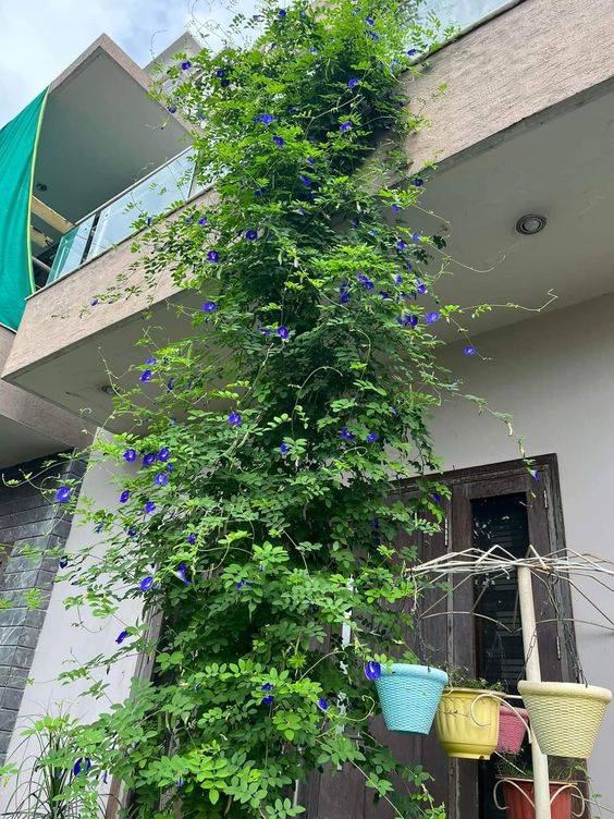 Clitoria ternatea