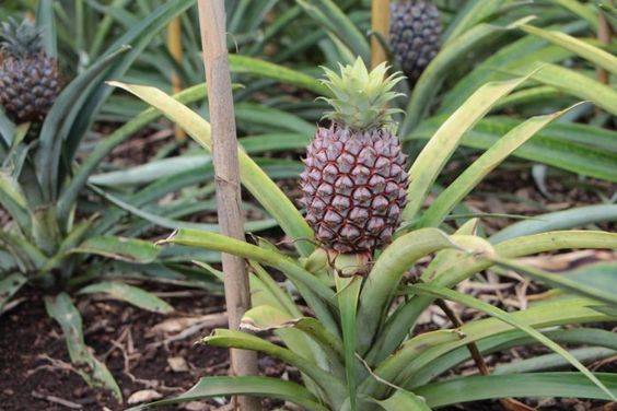Ananas Comosus (Pineapple Plant)
