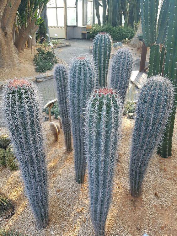 Saguaro cactus