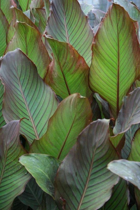 Canna indica (Purpurea)