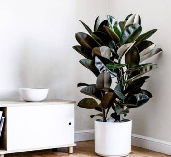 Ficus elastica “Abidjan” or Rubber Plant