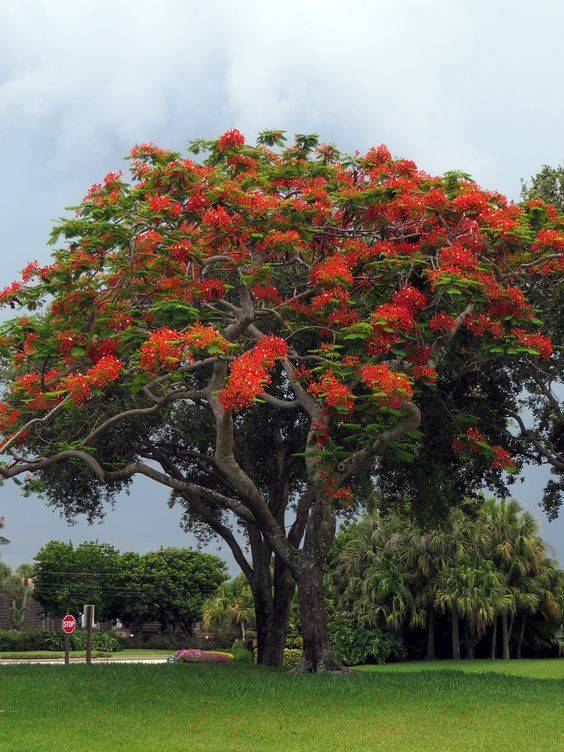 Delonix regia