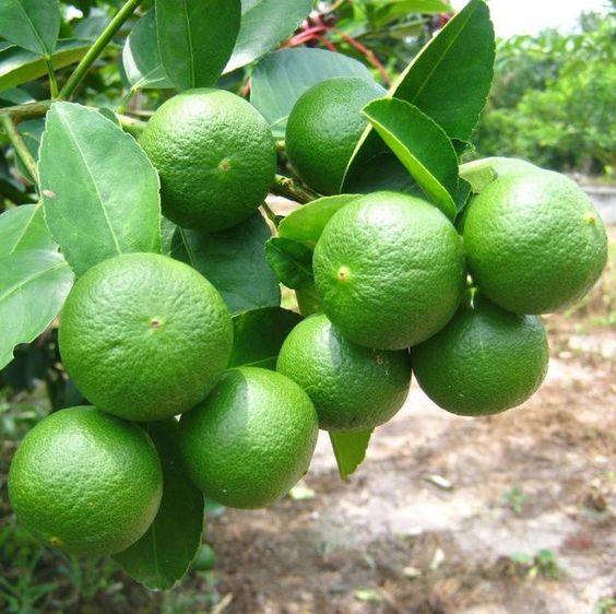 Citrus Aurantifolia (Citrus Omani)