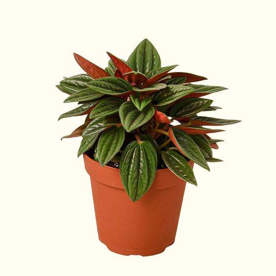 Peperomia caperata