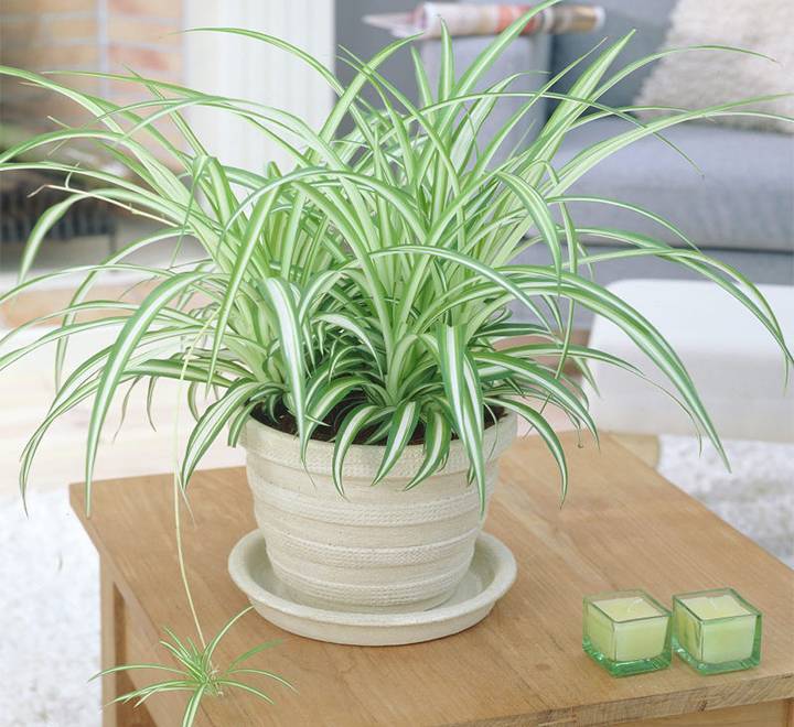 Chlorophytum comosum ‘Variegatum’ (Spider plant or Airplane plan