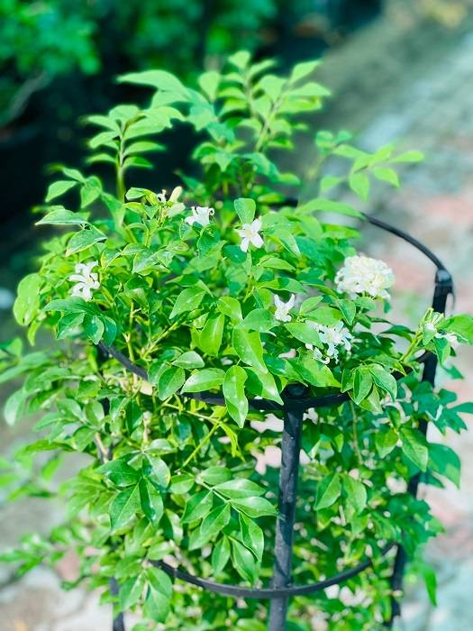 Murraya paniculata “Orange or Thai Jasmine”