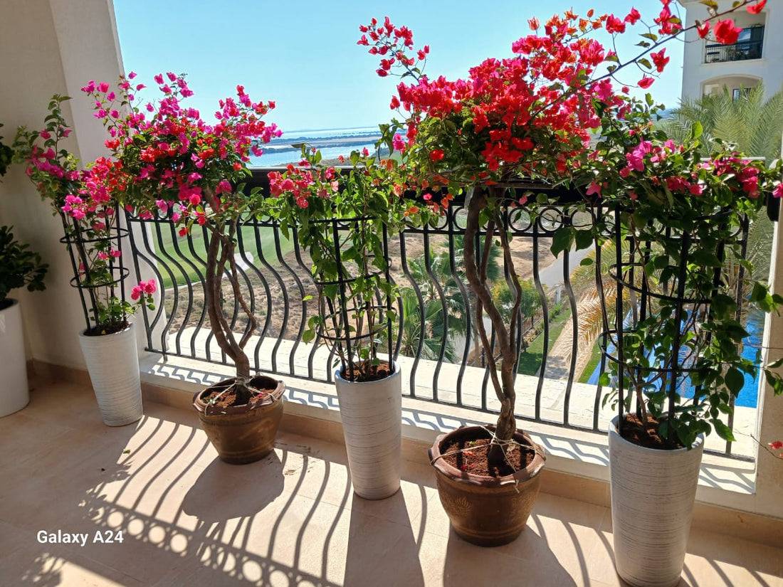 BALCONY COMBO -POTTED THAI BOUGAINVILLEAS - 4X FLOWERING PLANTS