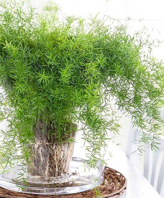 Asparagus Fern