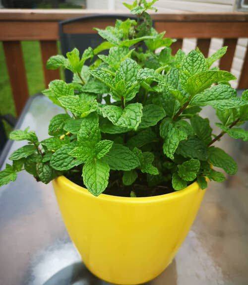 Mint Plant or Mentha