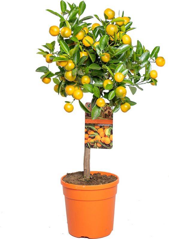 Citrus mitis (Calamondin) 