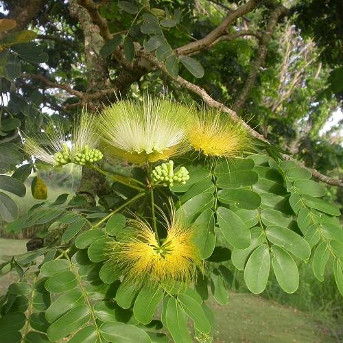 Albizia lebbeck “Lebbek tree or Frywood”