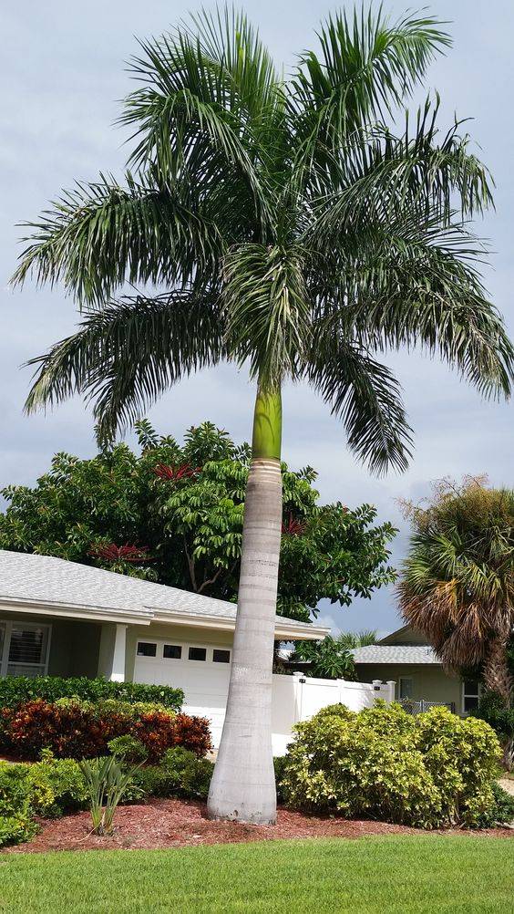Roystonea regia (Royal Palm)