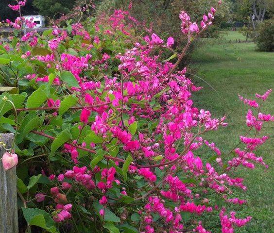 Antigonon leptopus (coral vine)
