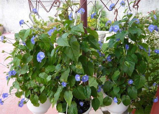 Jacquemontia pentantha (Sky Blue Cluster Vine)