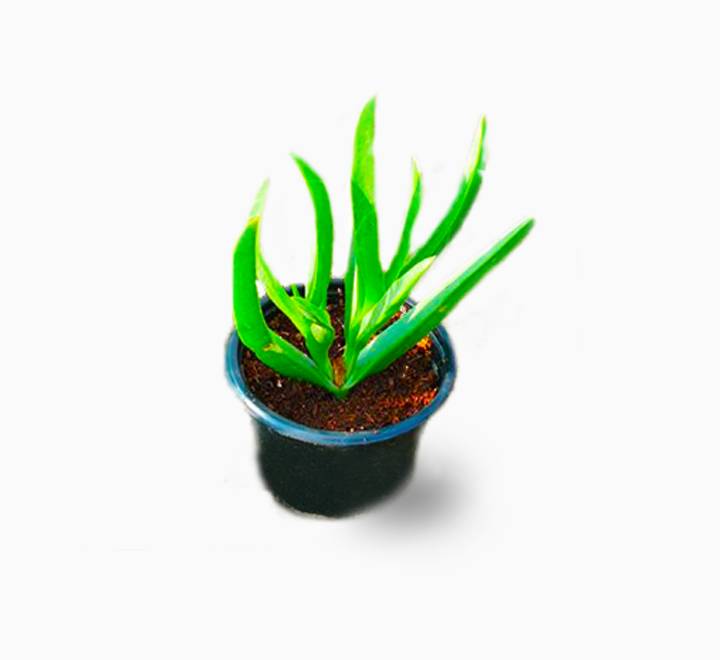 Carpobrotus edulis or Ice Plant 10 -15cm, Healthy Outdoor Succul