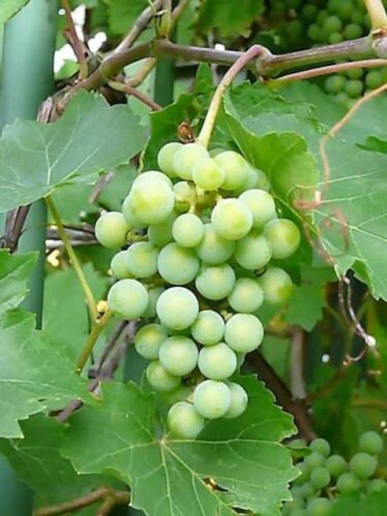 Vitis vinifera (Grapes Vine)