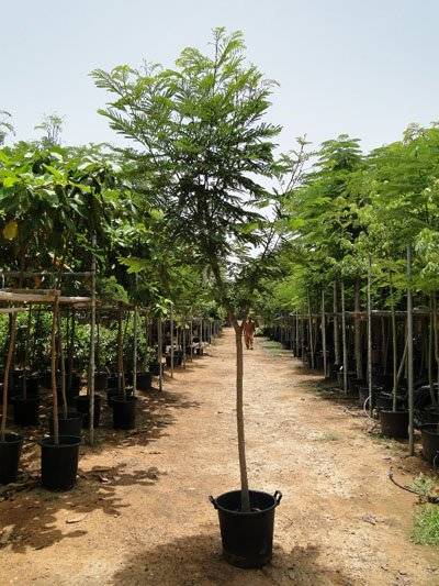 Peltophorum pterocarpum