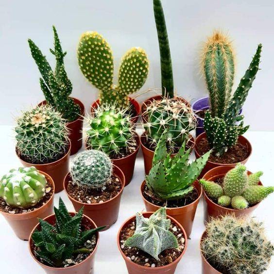 Cactus Mix