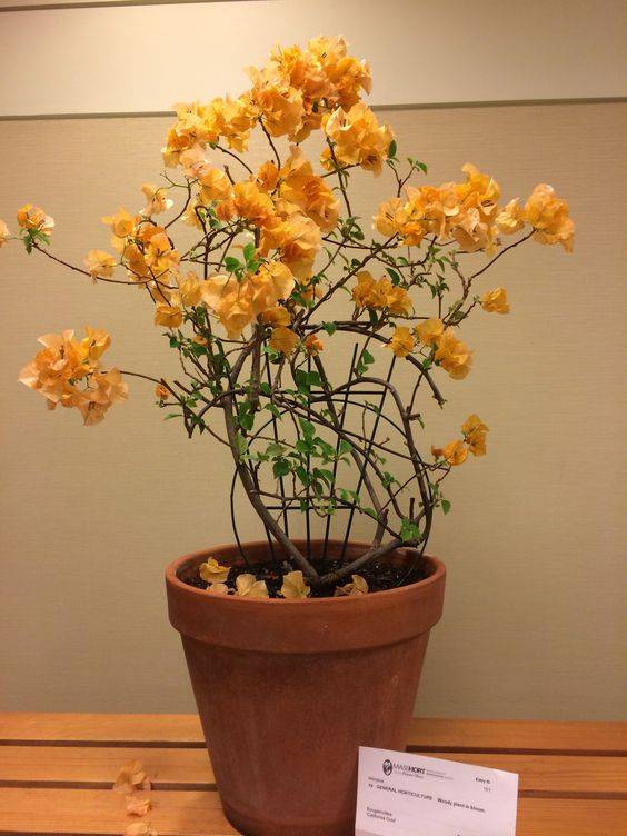 Bougainvillea Gold