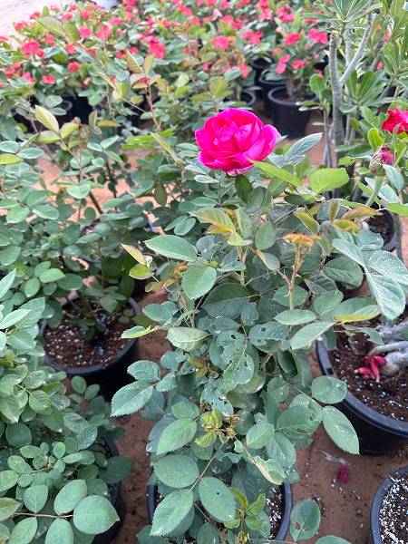 Rose - Saudia ( scented )