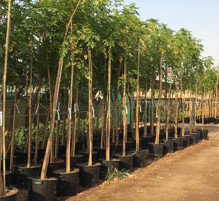Millingtonia hortensis “Tree jasmine شجرة الياسمين or Indian cor