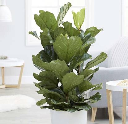 Ficus lyrata (Fiddle Leaf Fig)