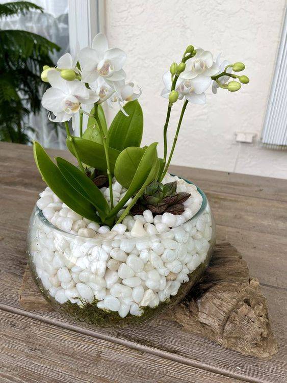 White orchids 