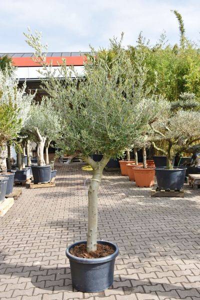 Olea europea