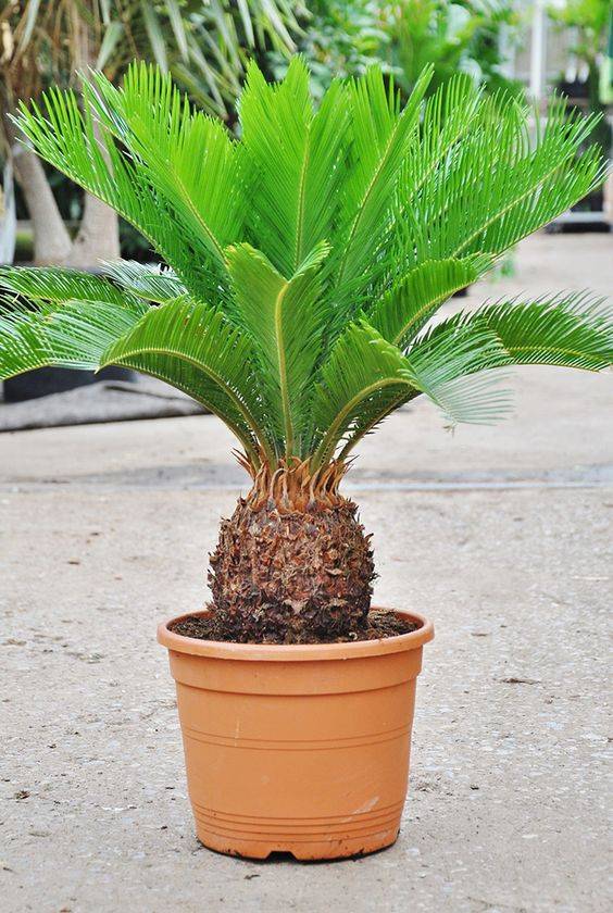 Cycas Revoluta