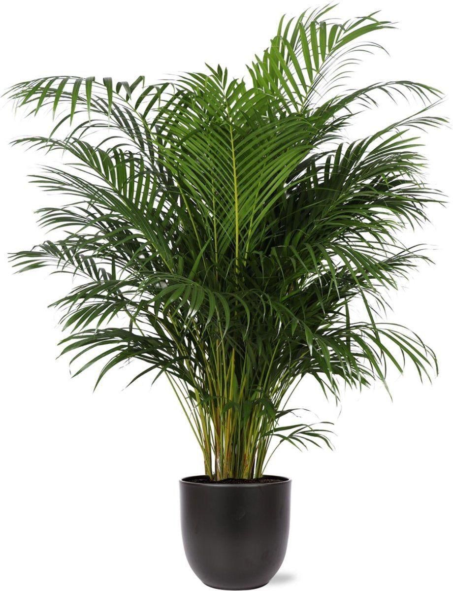 Areca Palm Potted Plant Offer 