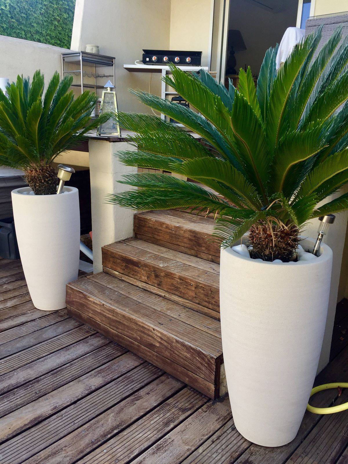 Cycas Revoluta Combo Potted Plants