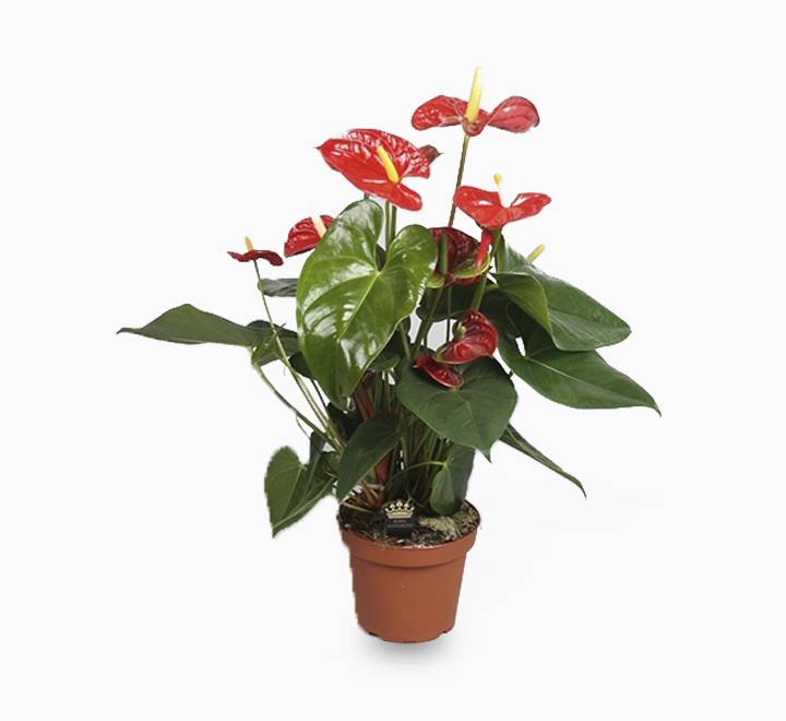Andreanum or The Flamingo Flower