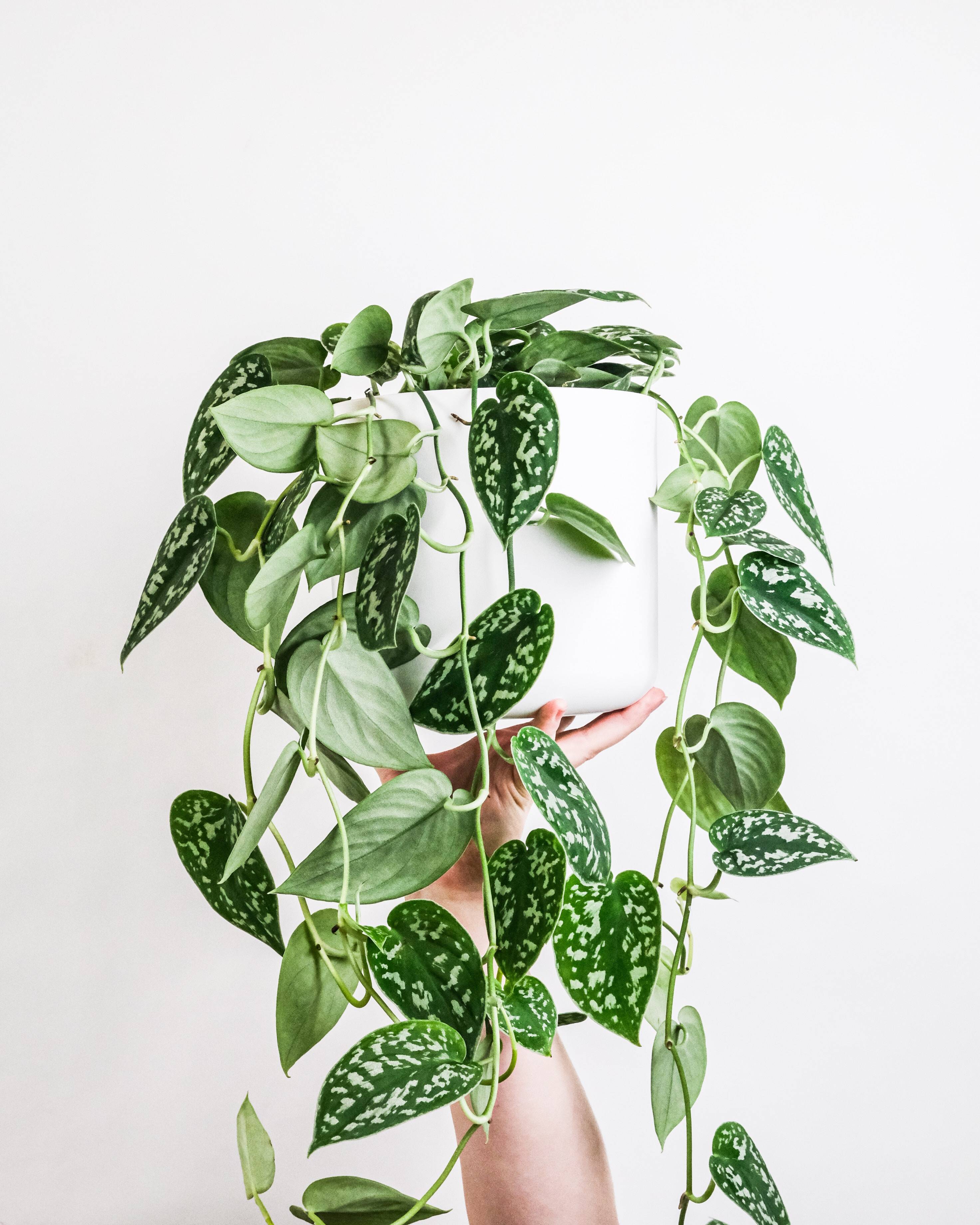 Scindapsus - Money plant
