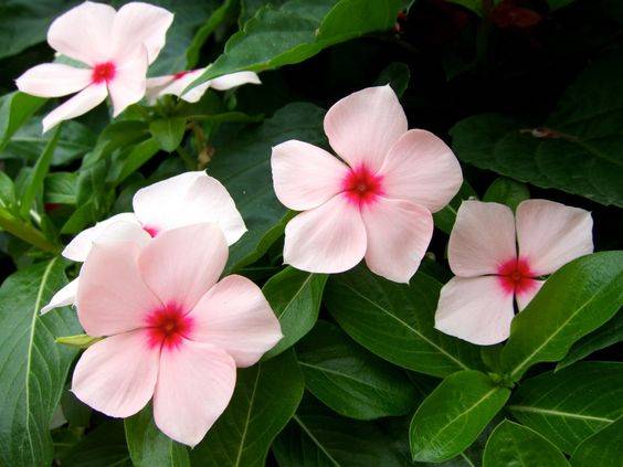 Vinca flowers 