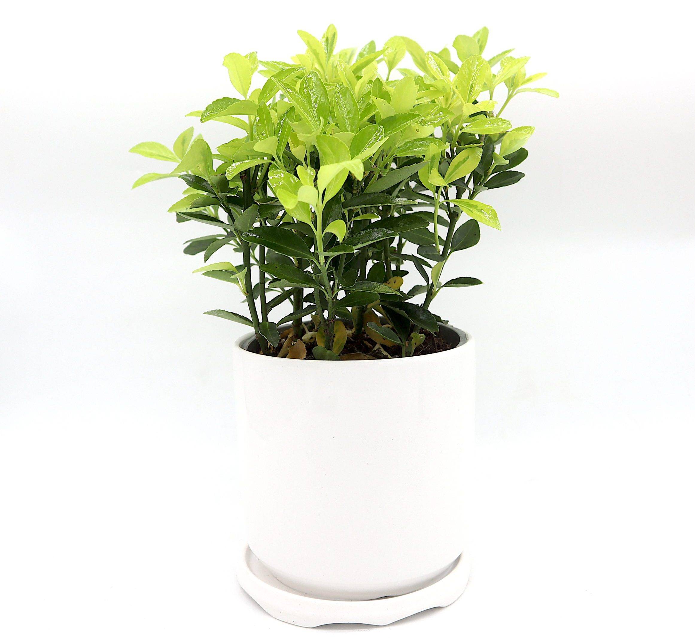 Euonymus Japonicus Indoor Mix “Golden Euonymus”