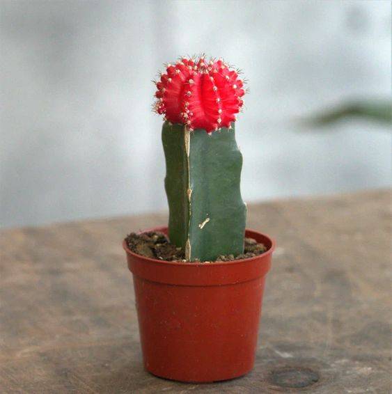 Gymnocalycium Mix colour