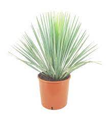 Beaked Yucca “Yucca Rostrata”