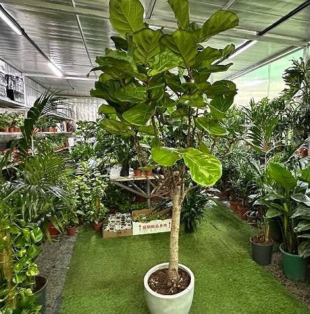 fiddle tree big -premium PROMO 
