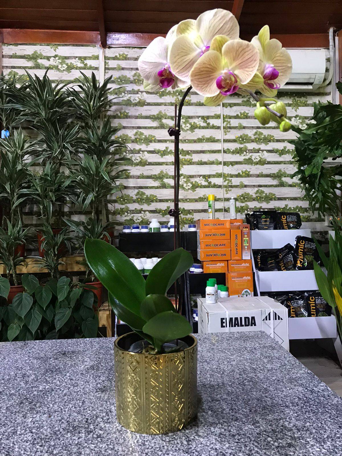 Orchid Phalaenopsis (Single Spike) 