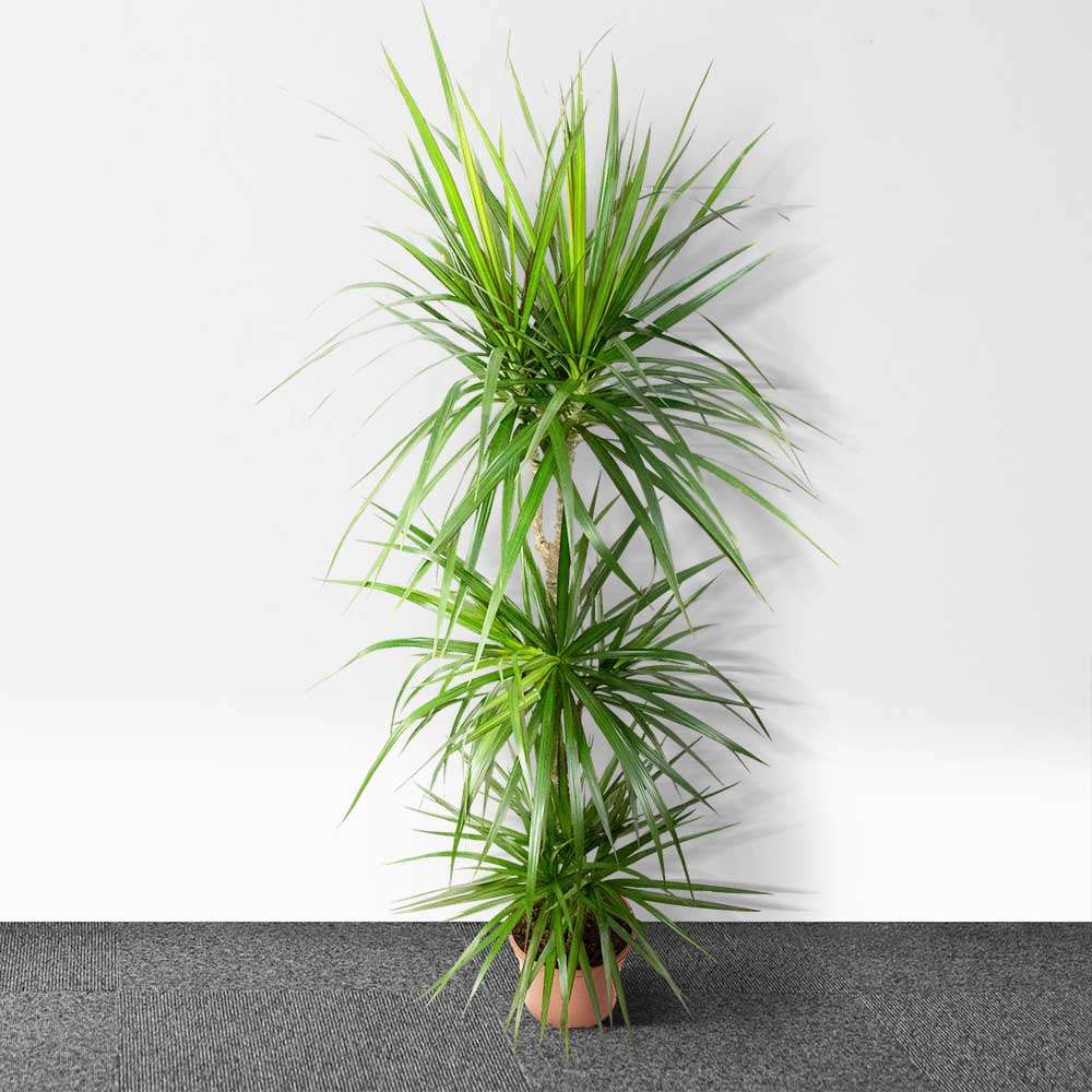 Cane Dracaena marginata | Dragon Tree