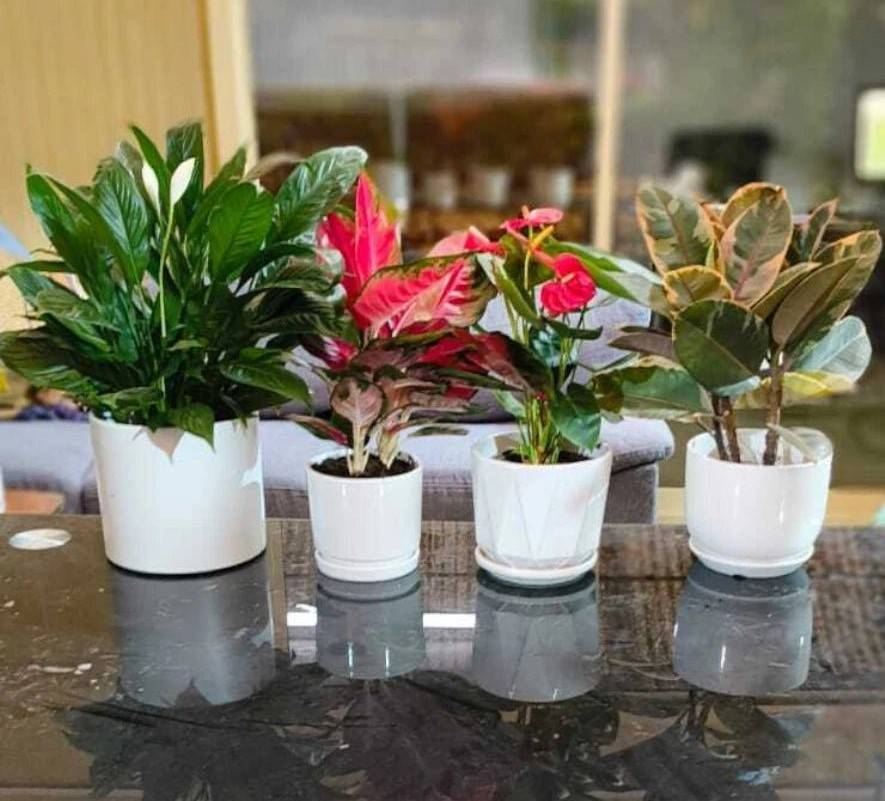 Office Table Top bundle - 4x plants with ceramic pot