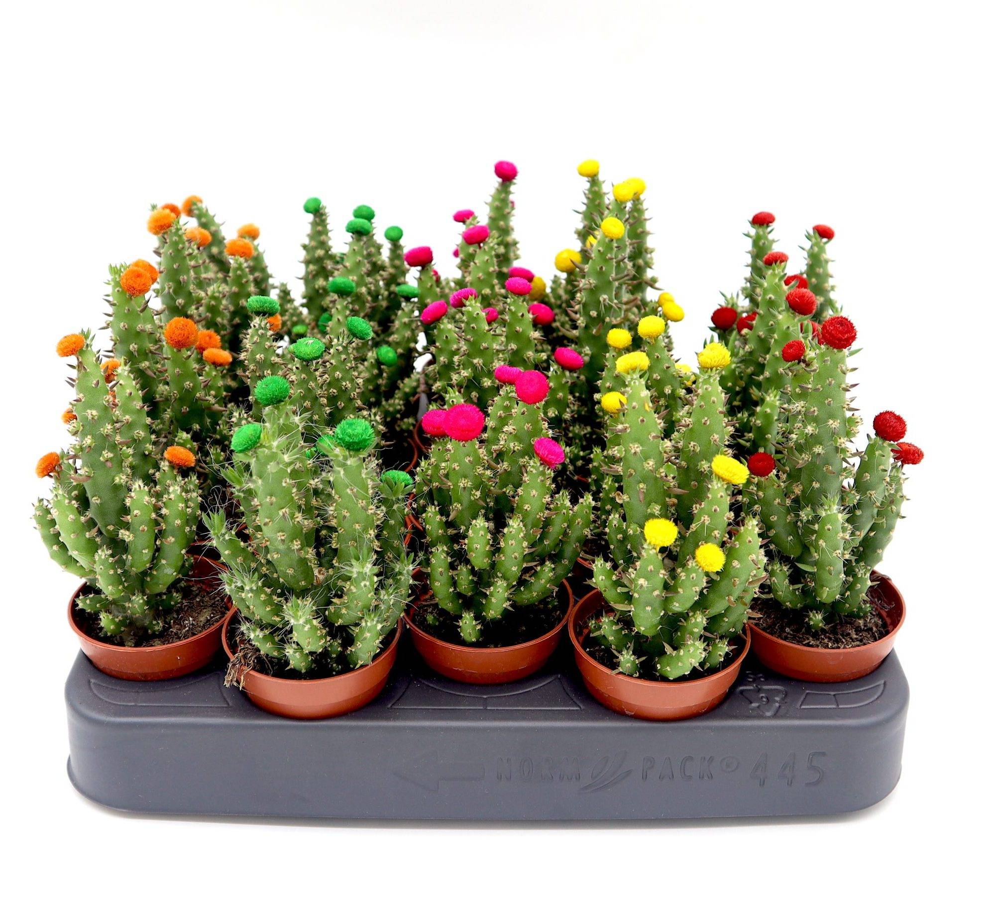 Cactus Opuntia Subulata