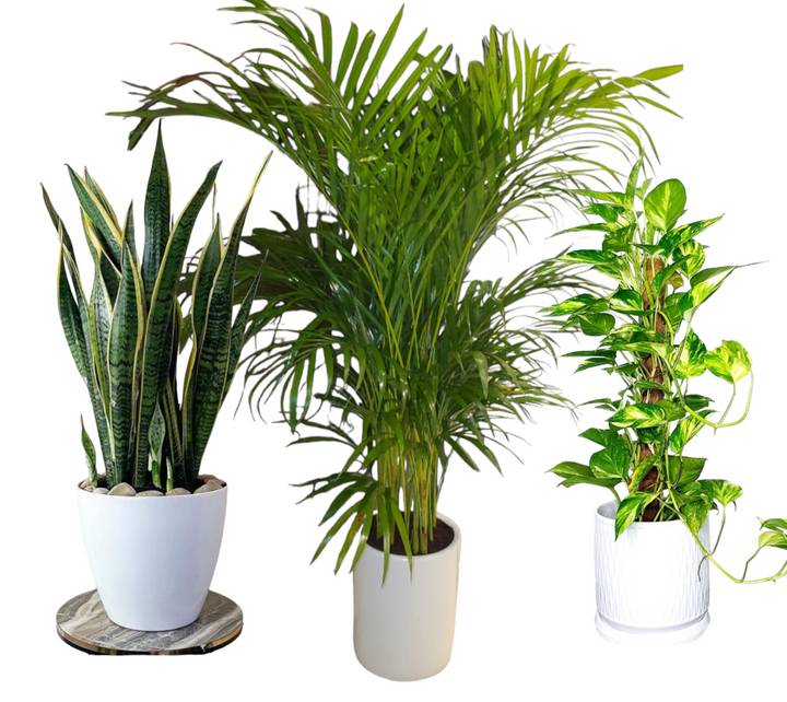 AAA BEDDROOM BUNDLE - 3X AIR PURIFICATION