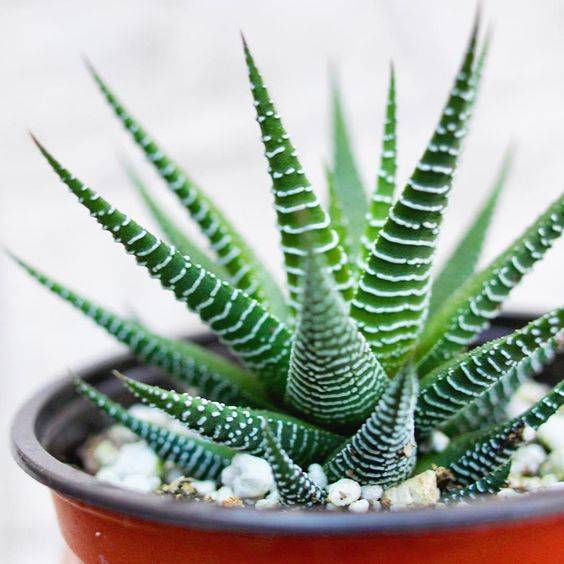 Haworthia fasciata (Zebra Cactus)