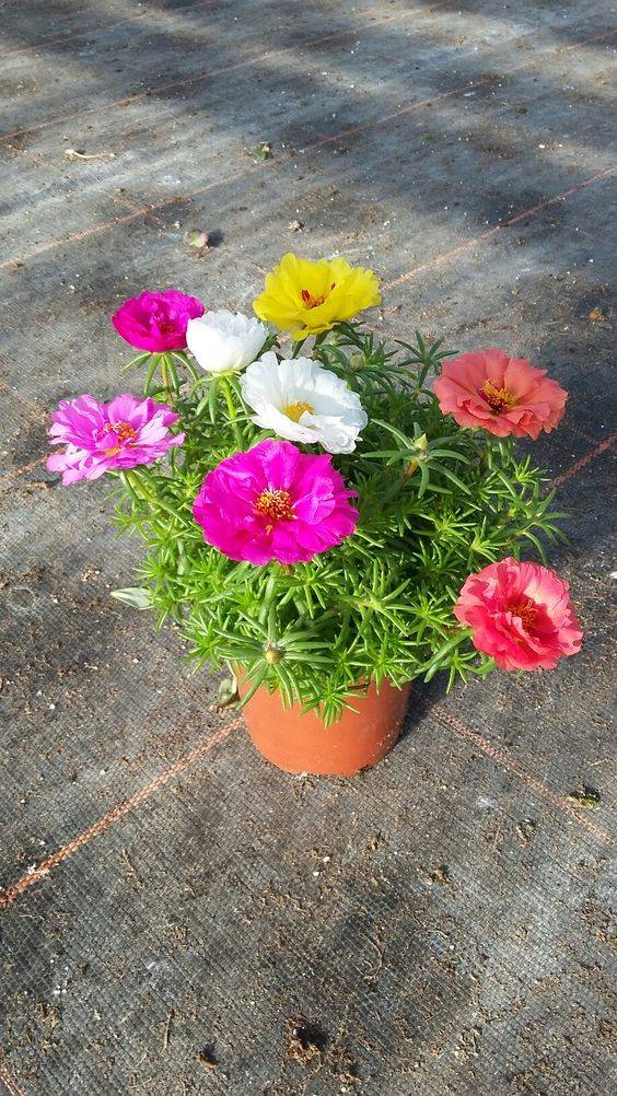 Portulaca grandiflora