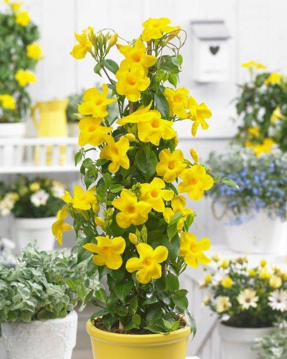 Mandevilla splendens (Yellow Bell Climber)